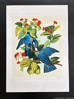 Full view of unframed White-Crowned Pigeon print