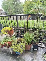 Overall view of six potted plants on balcony with railing