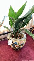 Entire plant in decorative cachepot
