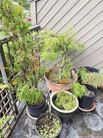 Overall view of six potted plants on balcony