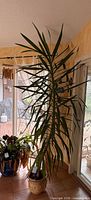 Full view of tall Dracaena marginata in pot