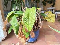 Full view of peace lily in blue planter with saucer