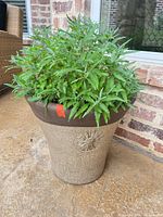 Beige speckled ceramic pot with relief design and leafy plant