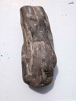 Top view of entire petrified wood piece