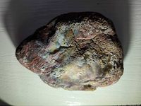 Top view of multi-colored petrified wood fragment