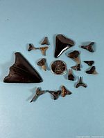 Group shot of all fossil shark teeth with coin for scale