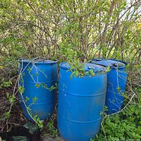 Three blue plastic drums standing outdoors among shrubs