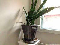 Full view of ceramic planter with plant and tray underneath