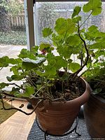 Terracotta planter with geranium on black metal stand
