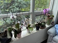 Six potted orchids on windowsill