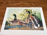 Full view of lithograph showing ducks, margin visible