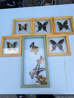 All six framed butterfly displays laid out