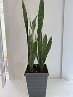 Full view of snake plant and pot