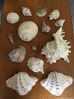 All shells laid out on table showing quantity and variety