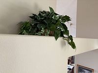 Full view of artificial variegated pothos plant in wicker basket on shelf