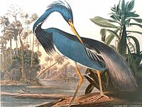 Close view of Louisiana Heron print showing subject detail and color