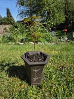 Full view of Japanese maple in decorative pot on lawn