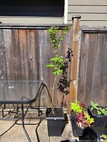 Full view of Japanese maple sapling and pot