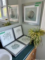 Group of framed prints showing large shell image and four smaller botanical prints