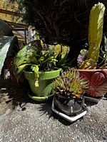 Group of potted succulents showing green glazed pot with jade, red pot with columnar cactus, terracotta pot with haworthia