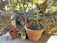 Group shot of all five potted succulents on patio against stone wall