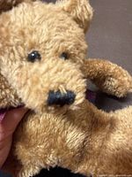 Close-up of bear’s head, eyes, nose, fur texture