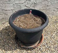 Black round planter with soil and saucer