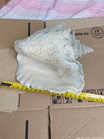 Side view of sea shell with tape measure showing length