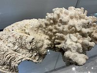 Side view showing coral texture and clam shell ridges