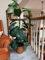 Full view of artificial fiddle leaf fig showing height and pot