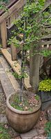 Full view of ceramic pot and contained tree beside deck
