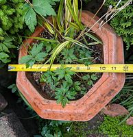 Top view showing octagonal rim and diameter measurement ~11 in