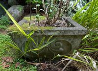 side view of square concrete planter with plant