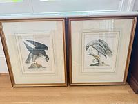 Both framed bird prints side by side showing full view