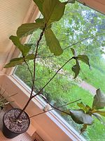 Fiddle Leaf Fig in pot beside window