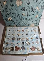 Open box showing labeled shell collection board and specimens