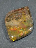 Front view showing iridescent colours and overall shape