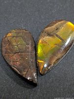 Two ammolite cabochons side by side, showing color play and shapes
