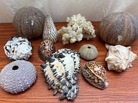 Group shot of entire shell and coral assortment on wood surface