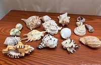 Group view of all fifteen seashells on wooden surface