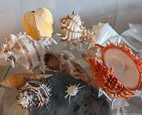 Front angled view showing multiple spiny and banded shells on clear stands inside display case