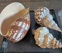 Three seashells displayed in glass case