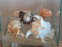 Group of six seashells inside glass display