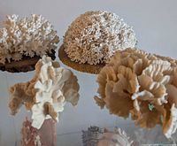Four coral pieces arranged on glass shelf showing forms and bases