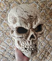 Front view of detailed resin skull