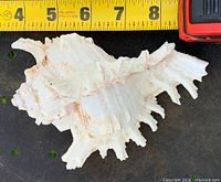 Shell beside tape measure showing ~7 inch length