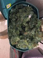 Garlands coiled inside green plastic storage tote
