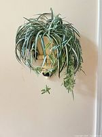 Full view of wall-mounted planter with faux spider plant