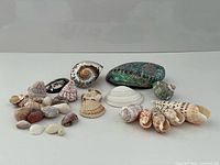 Full group of assorted shells displayed
