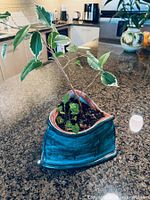 Planter with plant on countertop showing overall appearance